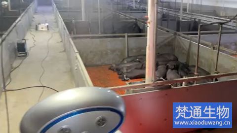 養(yǎng)豬場腹瀉消毒技術服務案例