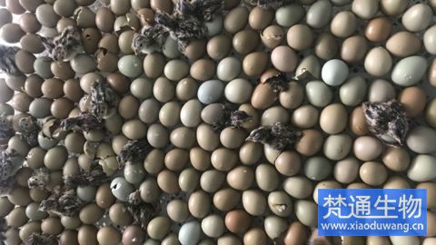 養(yǎng)雞場出雛過程動態(tài)消毒案例