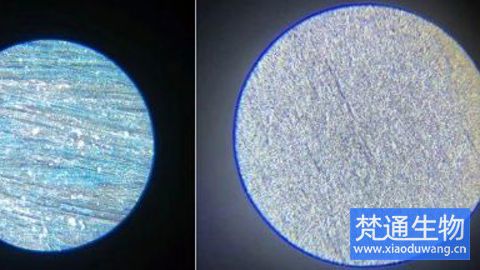 藥廠生物膜去除案例