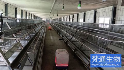 養(yǎng)雞場感染馬立克氏體消毒服務案例