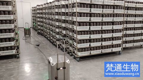 黑木耳三級菌包生產消毒案例